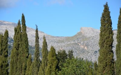 Picture of the day – Puig Tomir through the Cypress treas